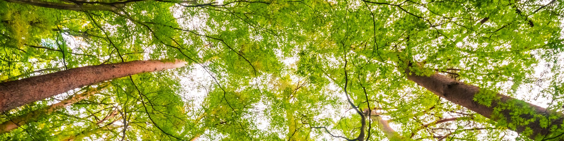 Parque Santa Mônica